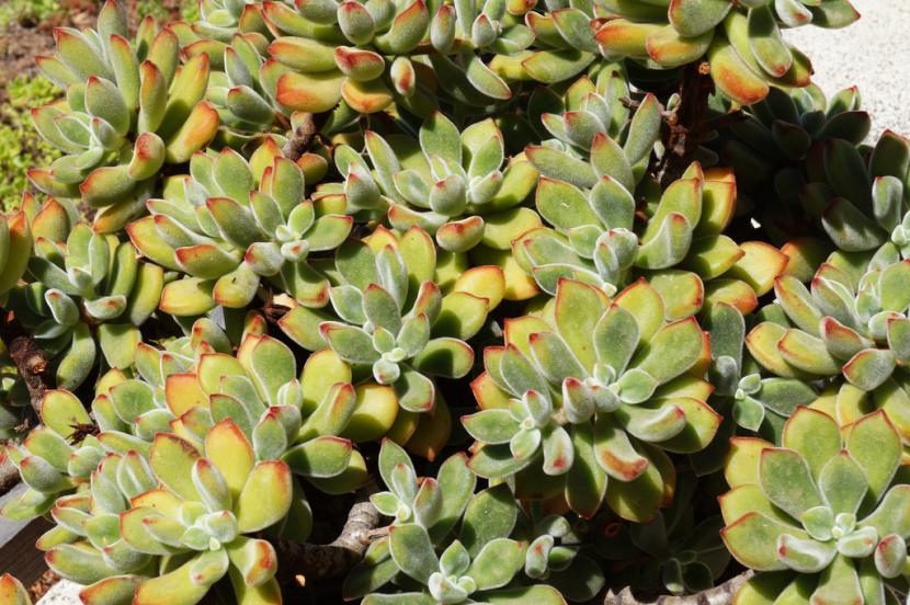 Echeveria pulvinata