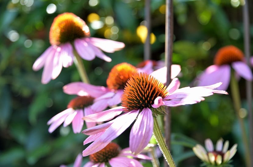 Echinacea purpurea: cultivo, cultivares y qué dice la evidencia