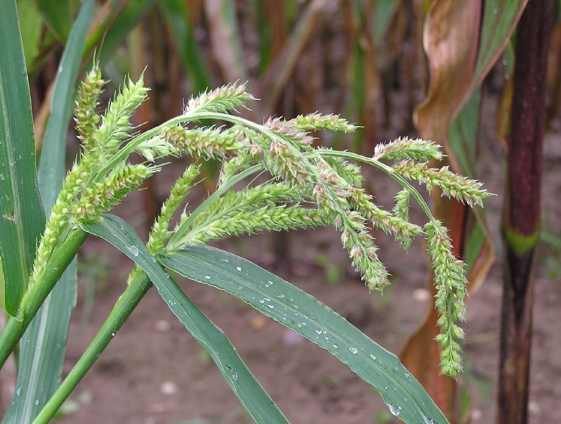 Echinochloa crus-galli: identificar y controlar la pata de gallo