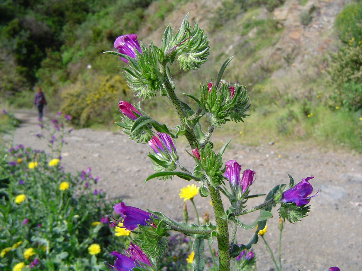Echium creticum: la viborera bicolor del jardín seco