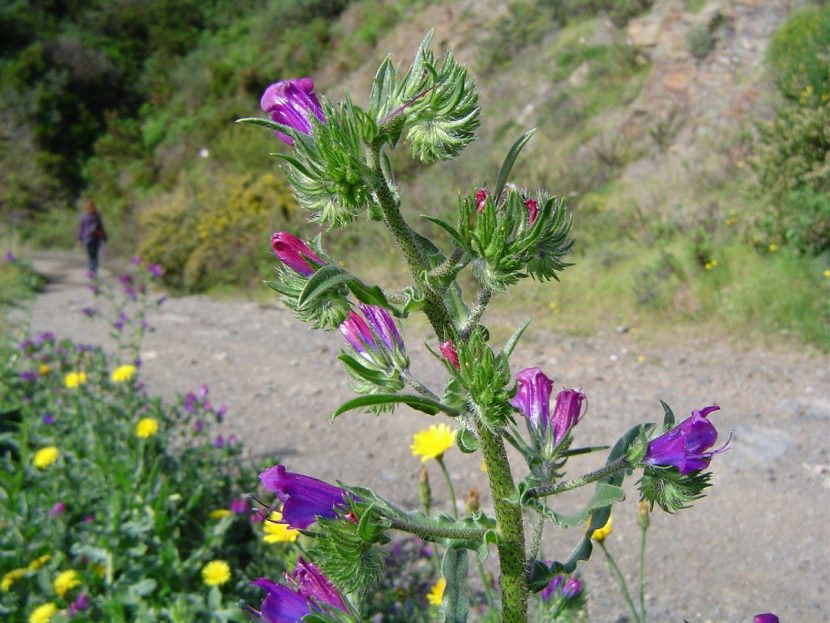 Tallo florido de Echium creticum con flores rosadas y azuladas