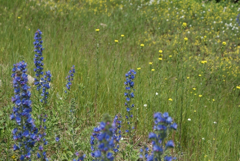 Cuidados de la Echium Plantagineum