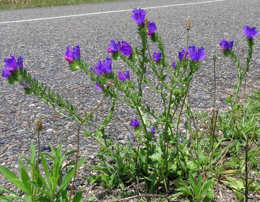 Usos que se le pueden dar a la Echium Plantagineum
