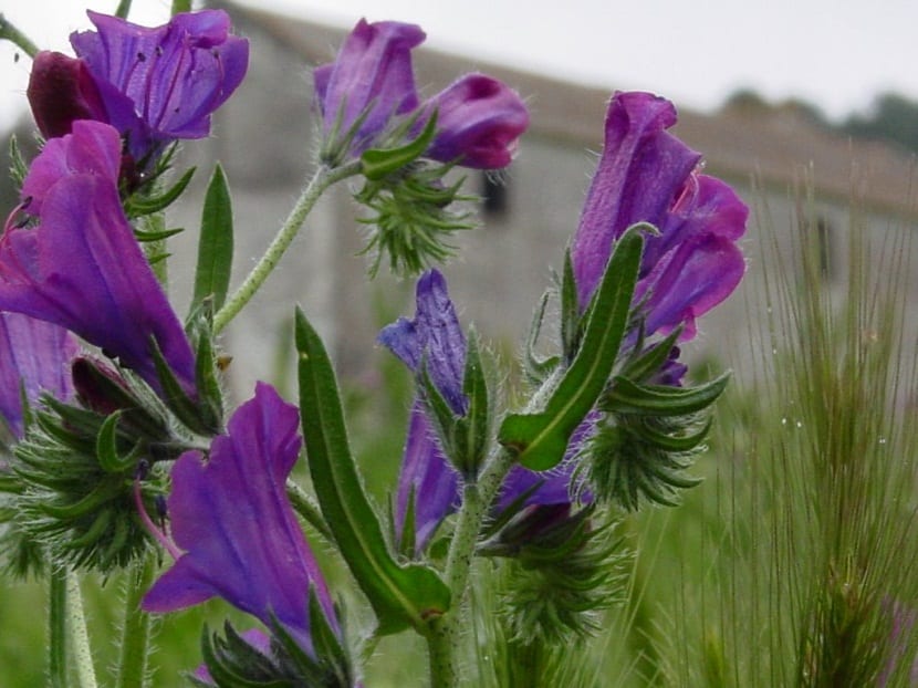 la Echium Plantagineum cuenta con propiedades medicinales