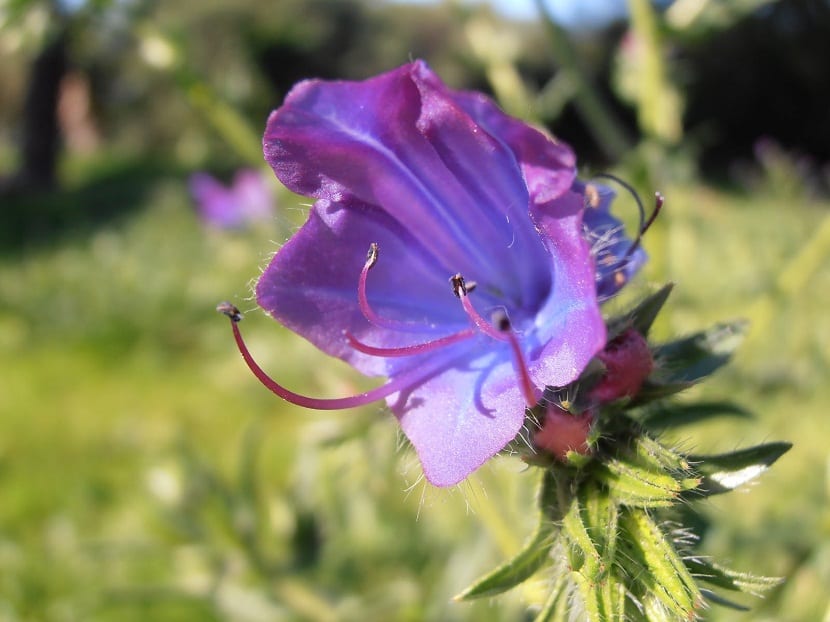 Viborera o tambien llamada Echium plantagineum