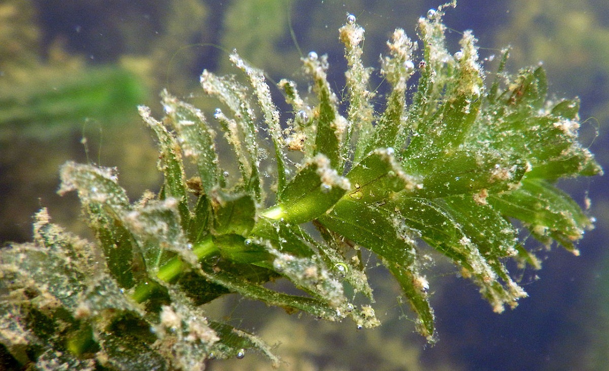 imagen de cerca de una planta de agua que se puede utilizar en acuarios