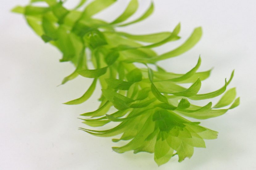 Detalle de los verticilos de hojas de Egeria densa bajo el agua