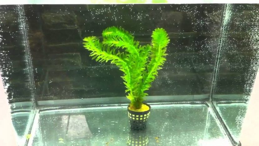 Elodea densa formando una masa densa dentro de un acuario
