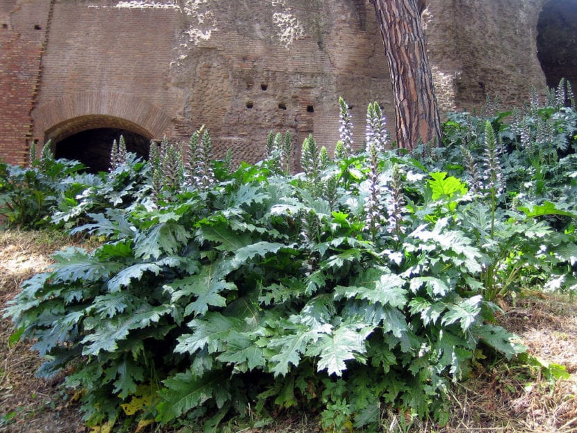 Mata de Acanthus mollis con sus grandes hojas lobuladas