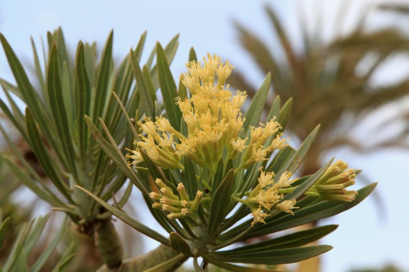 Vero de Canarias (Kleinia neriifolia): cultivo del verode