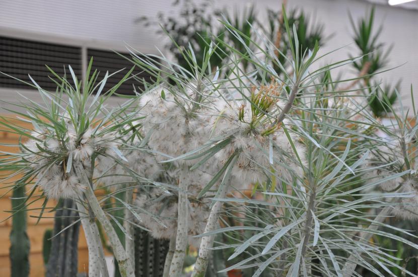 Semillas de Senecio kleinia