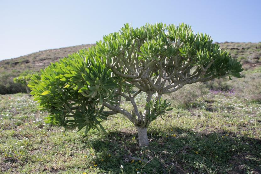 Senecio kleinia