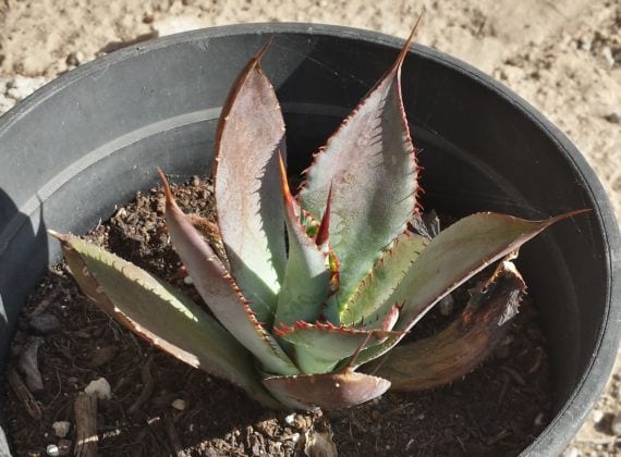 Agave 