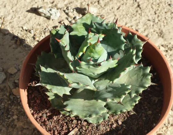 Agave en el jardín: porte, espinas, savia y picudo