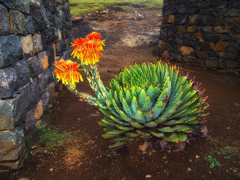 Aloe vera espiralado