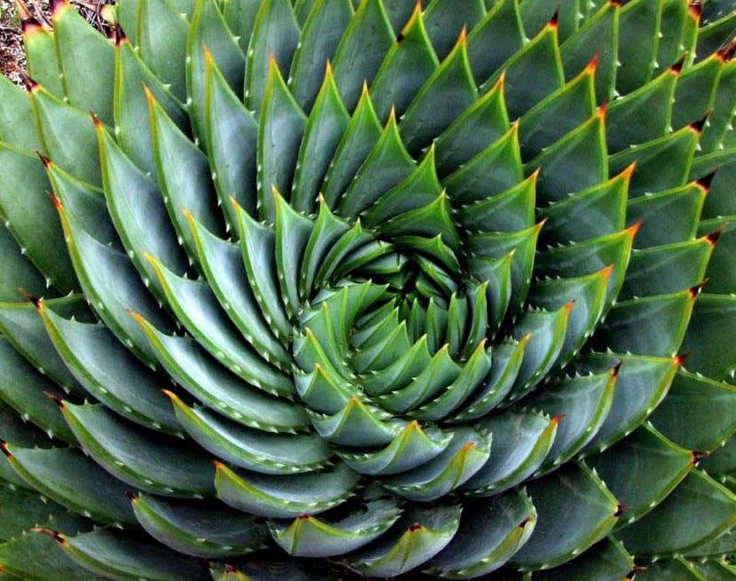 Aloe vera espiralado