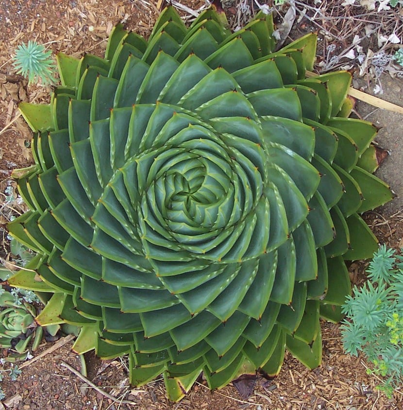 Aloe espiralado: qué es de verdad Aloe polyphylla