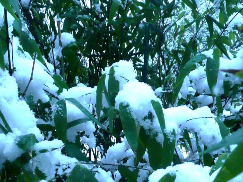 Phyllostachys nigra cubierto de nieve
