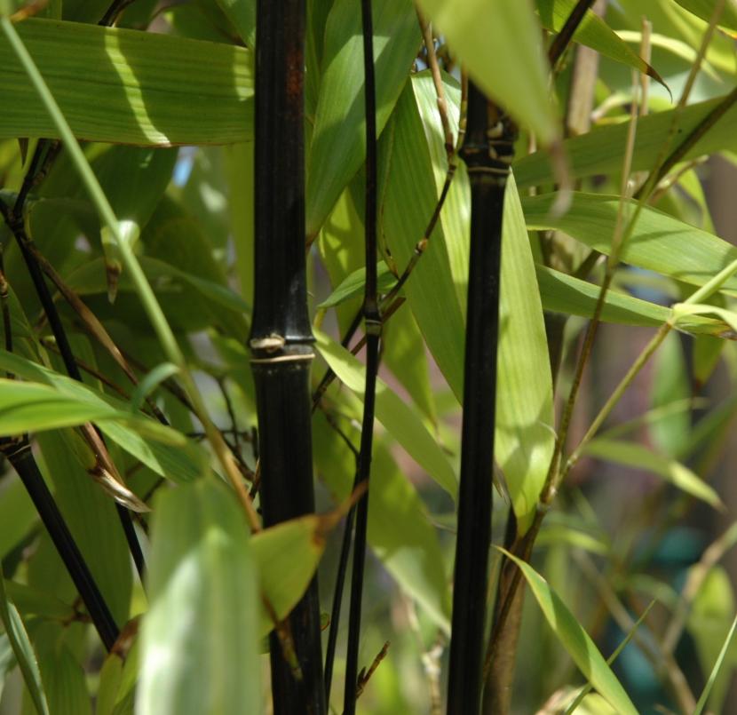 Bambú negro: cuándo se pone negro y cómo contenerlo