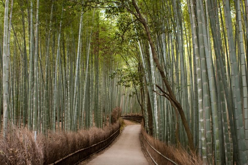 Bosque de bambú
