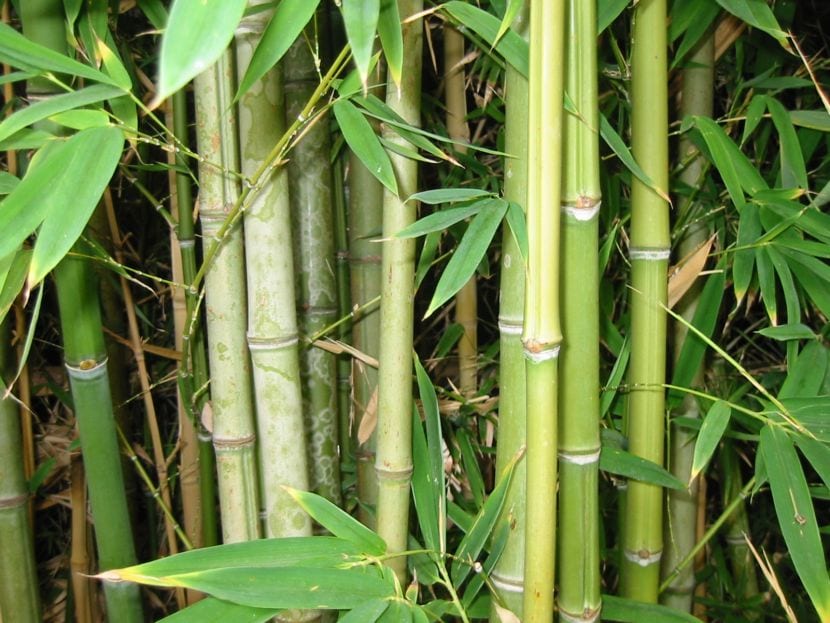 Biología del bambú: rizoma, culmo y floración
