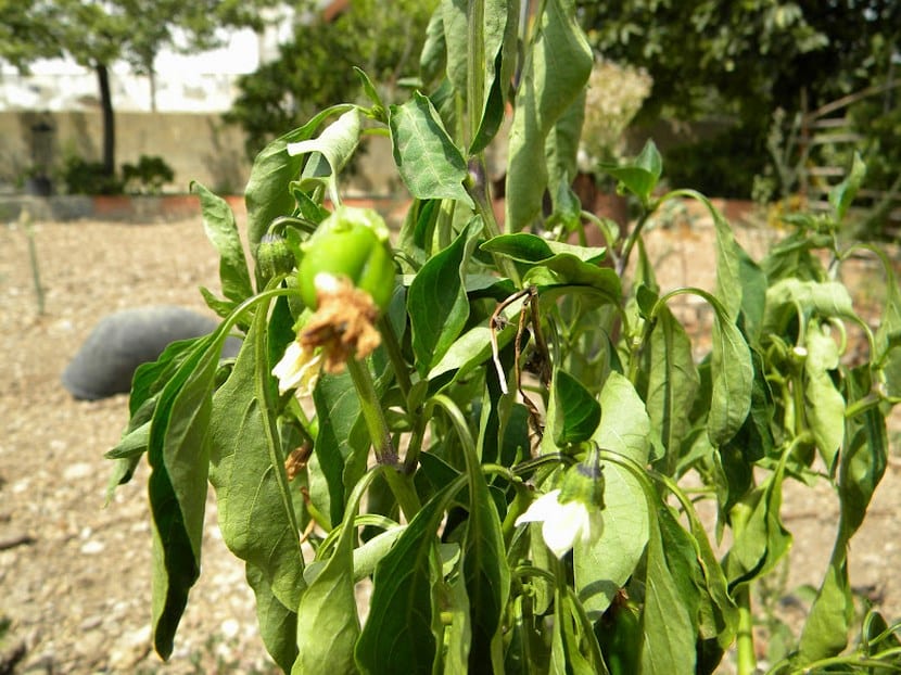 Plantas y estrés