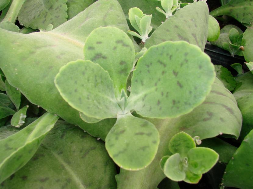 Kalanchoe Gastonis Bonnieri