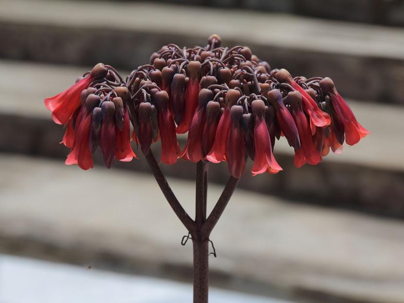 Flores de Kalanchoe