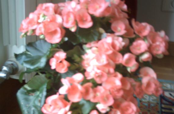Tipos de begonias y como cuidar cada una de ellas