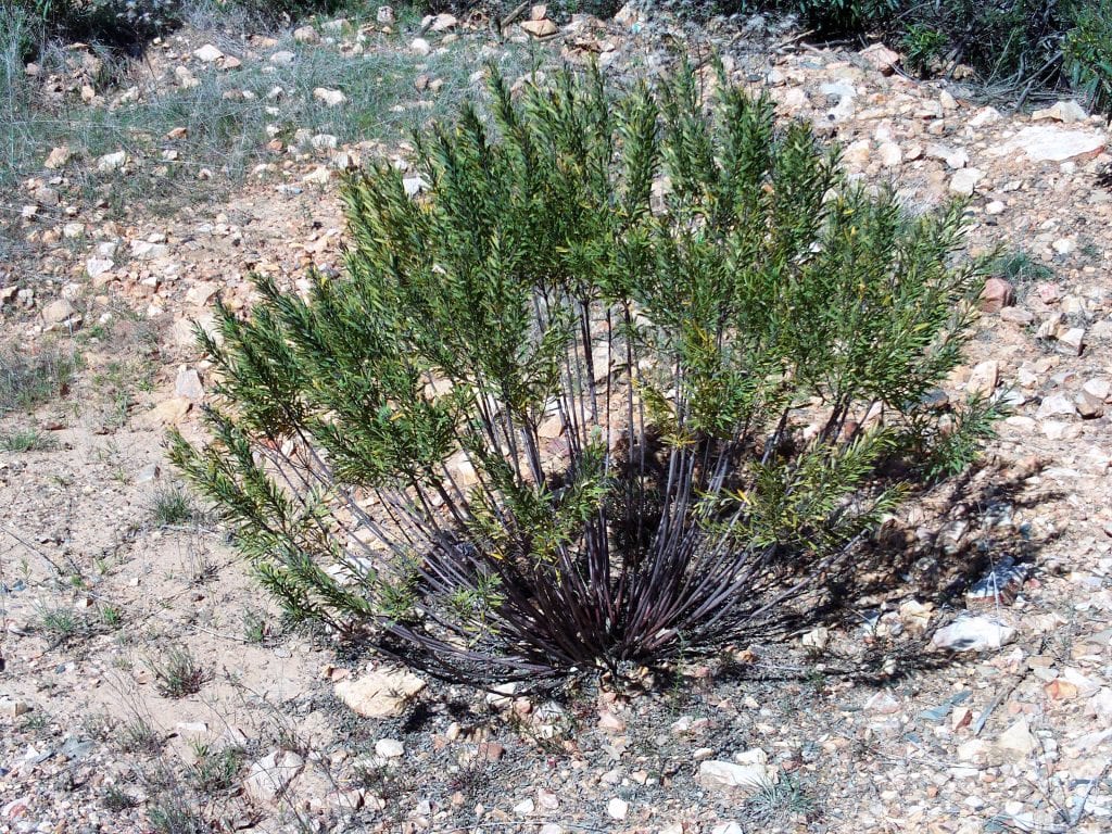 Daphne gnidium