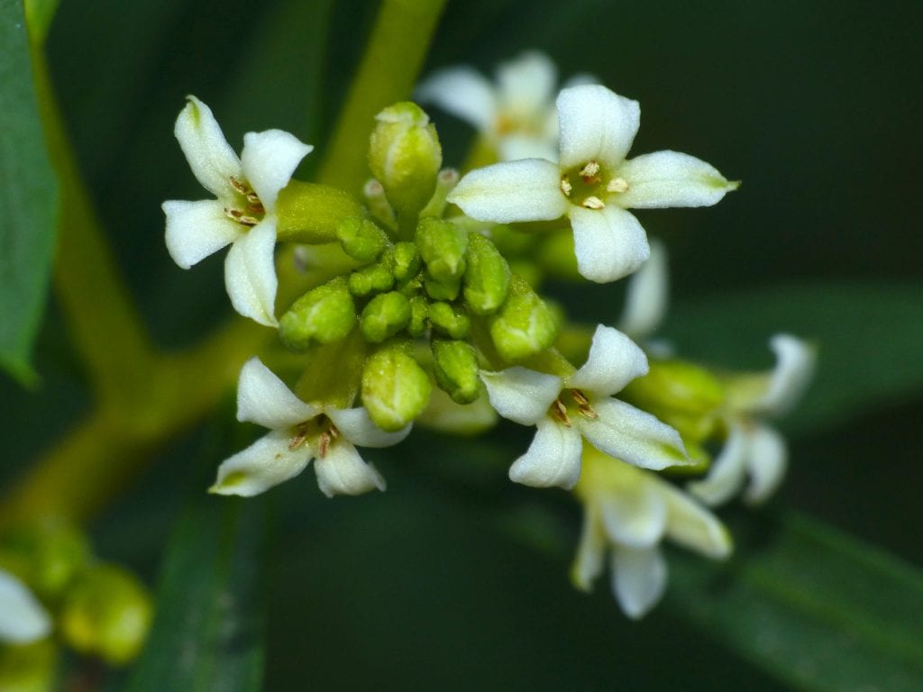 Flores del torvisco