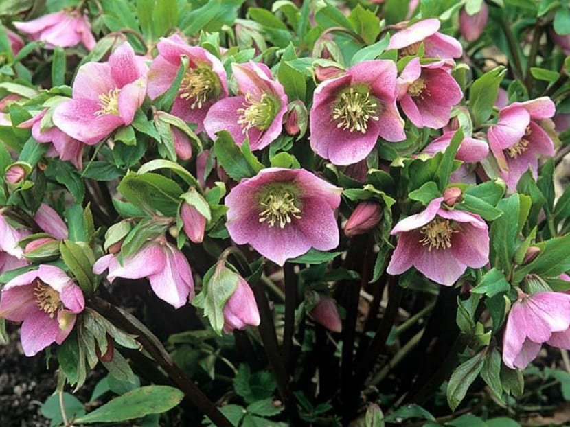 variedad de eléboro rosa