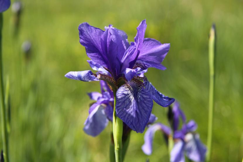 Iris sibirica