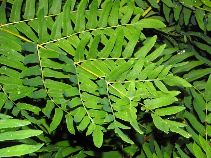Osmunda regalis
