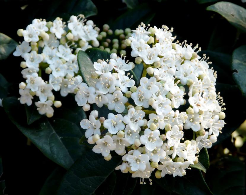 Viburnum tinus