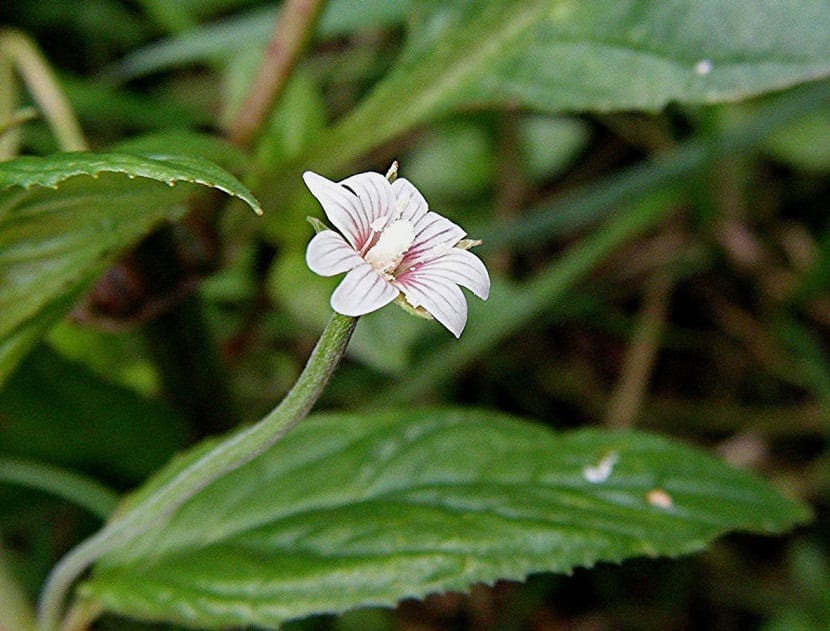 imagen de cerca de una flor del Epilobium roseum cuyo color es el blanco