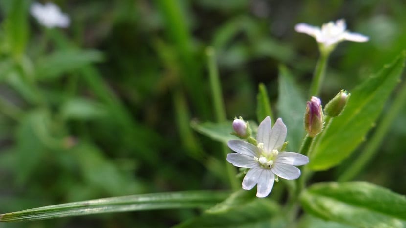 una flor abierta de la planta Epilobium roseum de color blanco