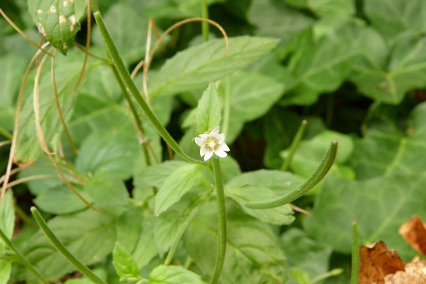 una pequeña flor blanca del Epilobium roseum que se ecuntra entre hojas verdes