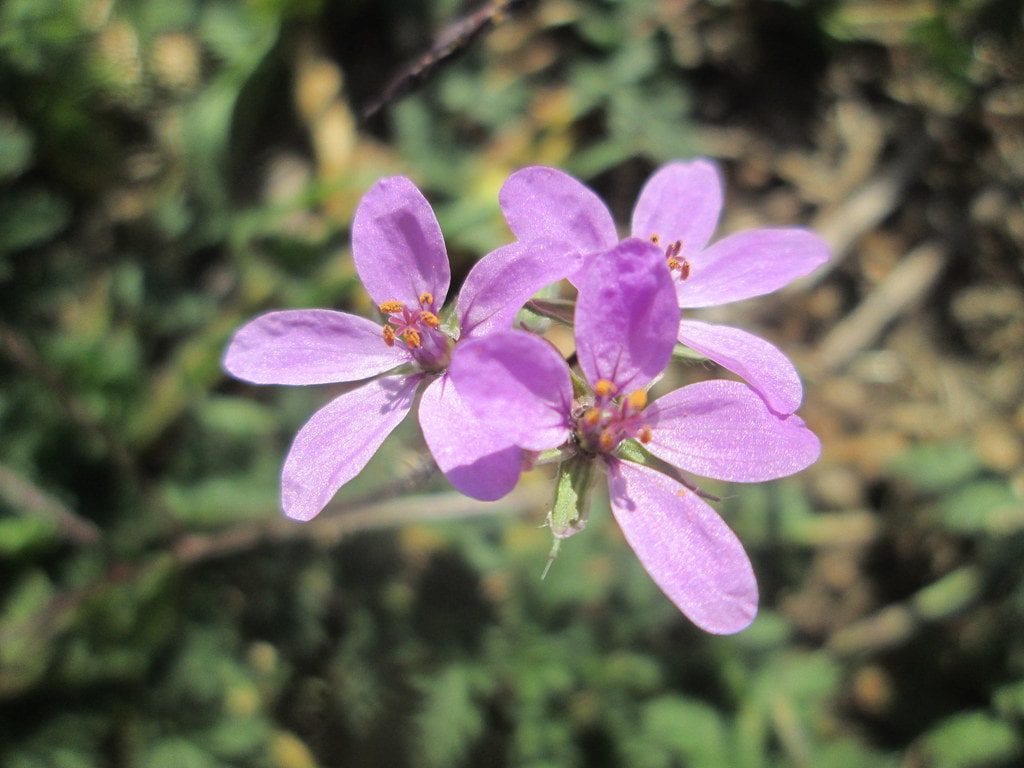 Las flores del Erodium cicutarium son rosas
