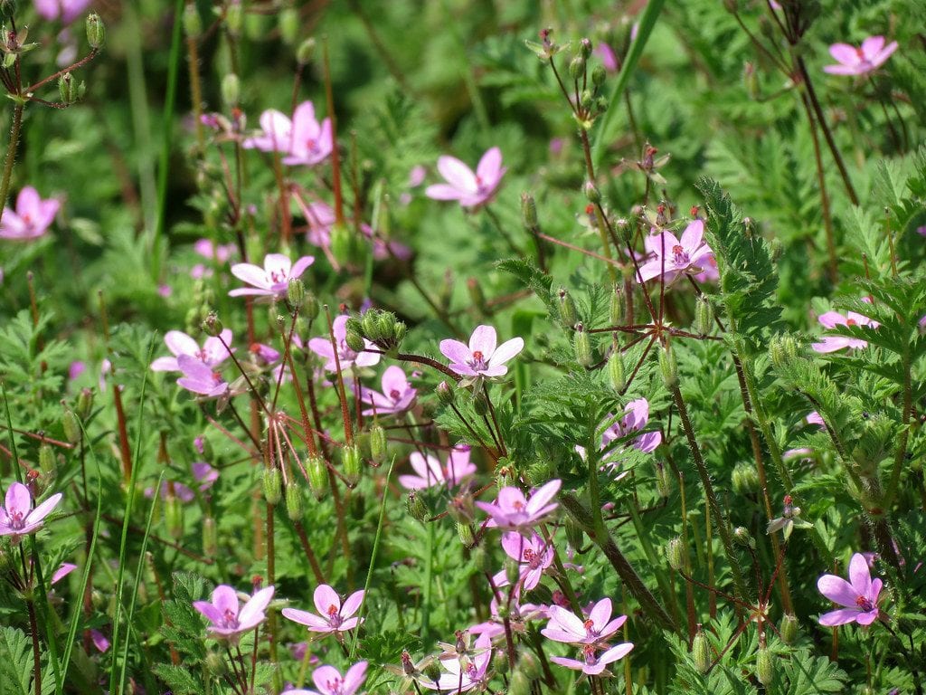 El Erodium cicutarium es una planta preciosa