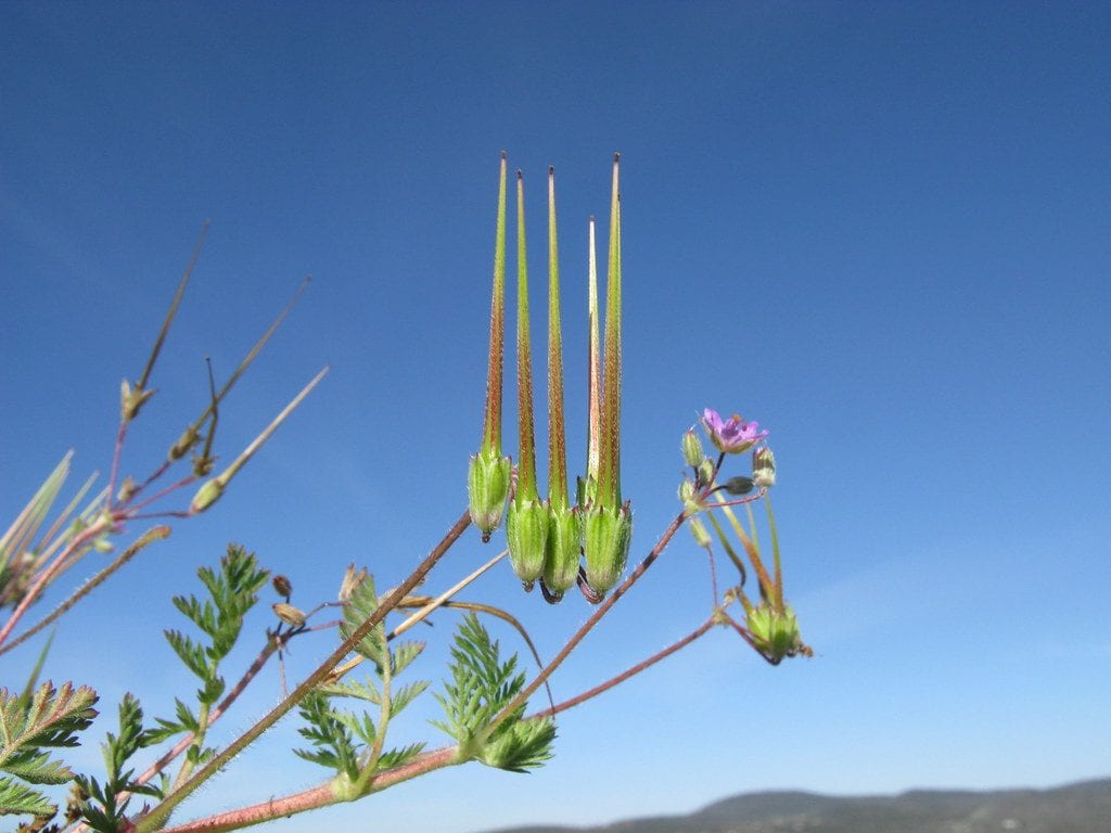 Los frutos del Erodium cicutarium son alargados