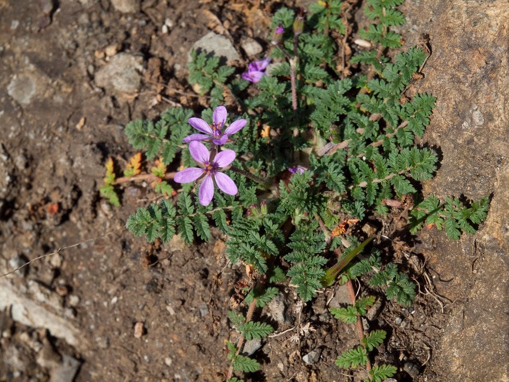El Erodium cicutarium es medicinal