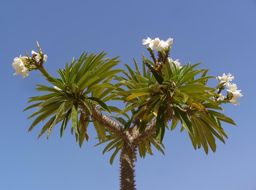 Pachypodium lamerei