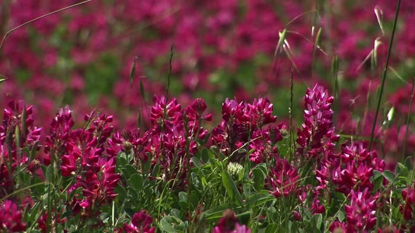 aprovechamiento de la esparceta