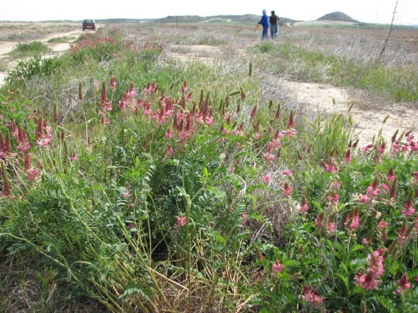 Esparceta (Onobrychis viciifolia): cultivo y ventajas