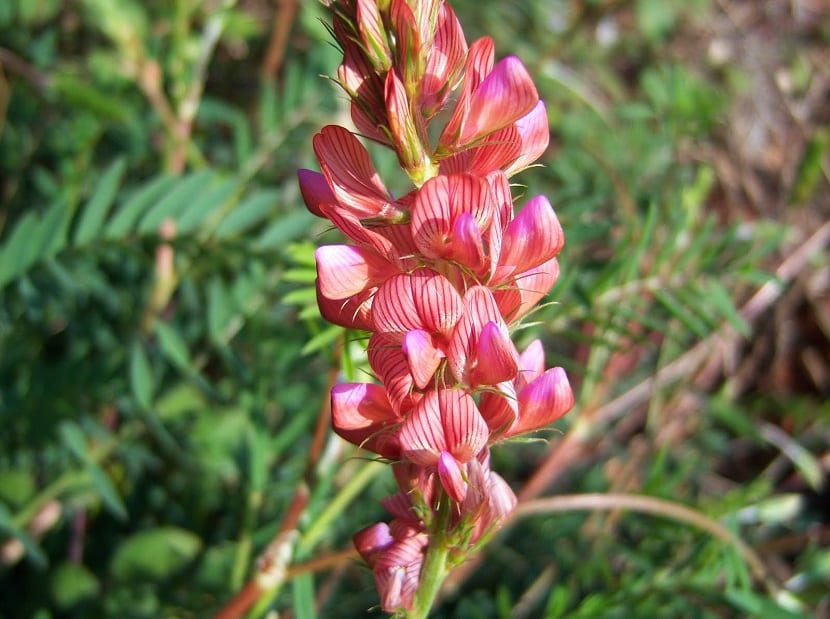 detalle de la esparceta
