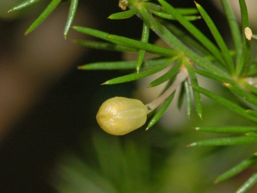 Los frutos del espárrago triguero son pequeños