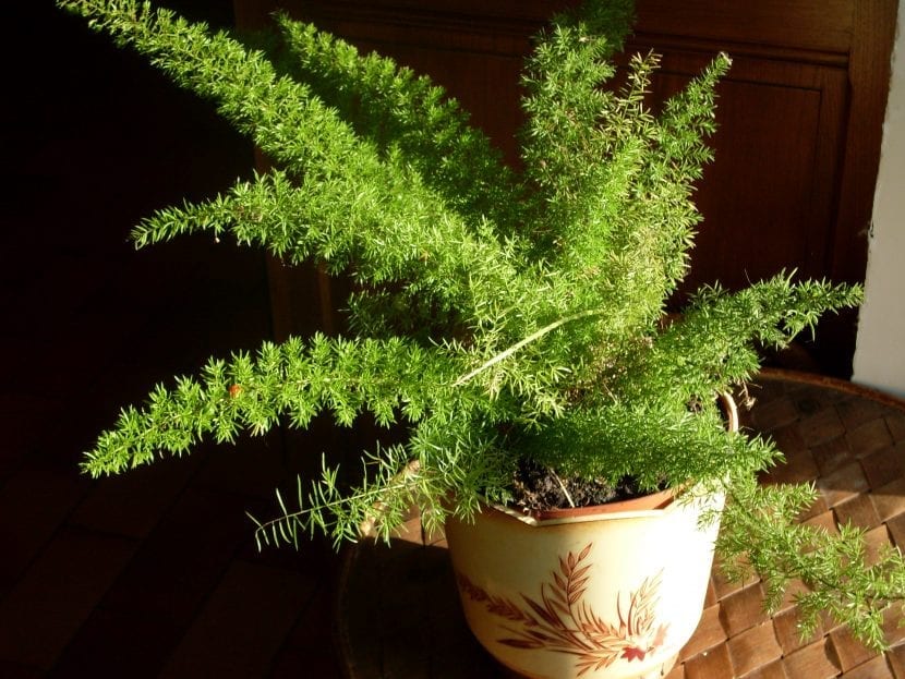 Asparagus densiflorus 'Myersii' con sus tallos en forma de plumero