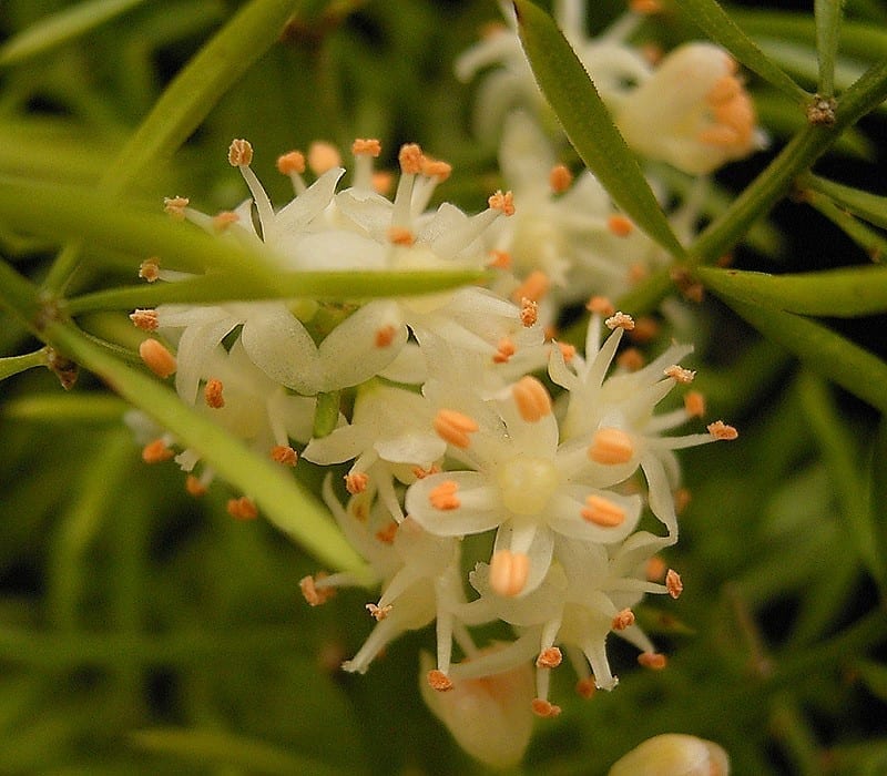 Las flores del Asparagus densiflorus son blancas