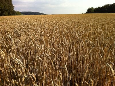 Espigas de espelta maduras en el campo
